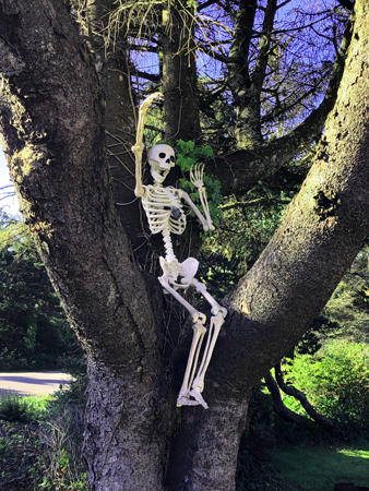 Skeleton in tree at Barview Jetty Park Campground. It was the week before Halloween.