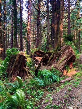 An ancient stump in Ecola State park in Cannon Beach Oregon.