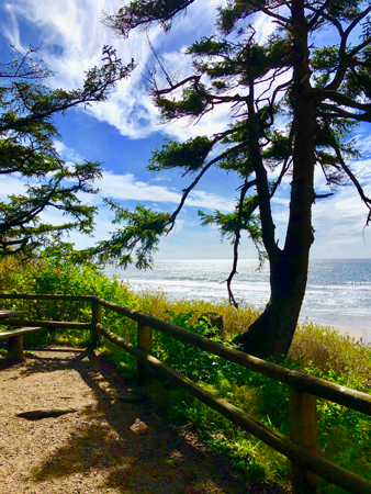 Ecola State Park Tree Pacific 450