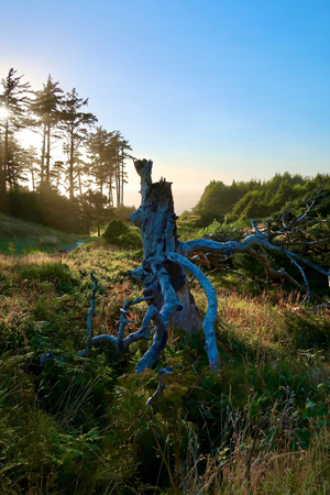 This ancient tree has seen its share of harsh weather on the overlook at Ecola State Park.