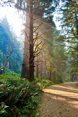 Morning sun streaming through the forest at cola State Park in Cannon Beach Oregon.