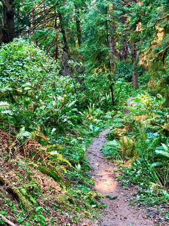 Trail through the forest in Ecola State Park, Cannon Beach Oregon.