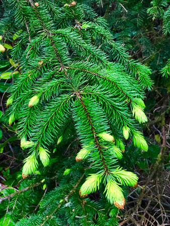 Fir trees are plentiful in Manhattan Beach State Park.