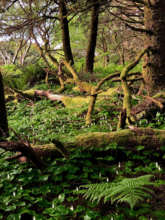 The forest at Manhattan Beach State Park.