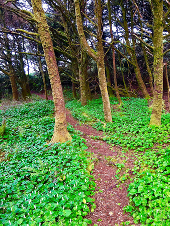 Beautiful small trail leading from the restrooms at Manhattan Beach State Park to the beach area.