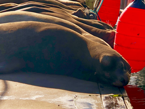 Sea lions snoozing in the sun at Newport Harbor.