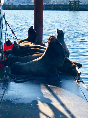 Alert sea lions on the docks at Newport Harbor.