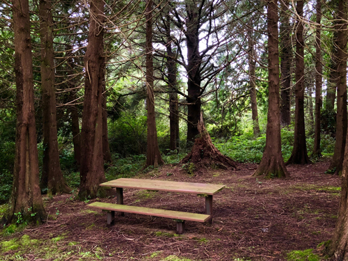 The peacefulness and beauty of Phyllis Baker Park in Rockaway Beach Oregon is revitalizing to the spirit.