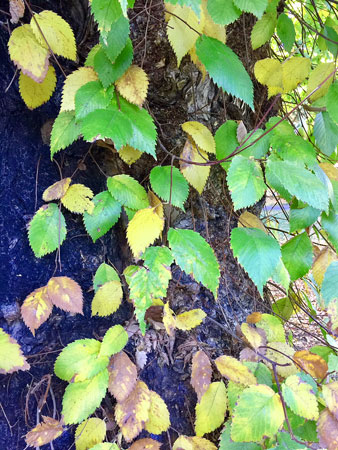 In the Fall, leaves are starting to turn at Santa Fe Plaza.