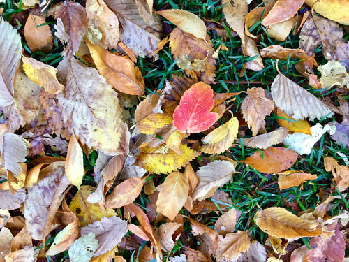 Colorful leaves dropped from their branches ar seen at Santa Fe Plaza, NM.