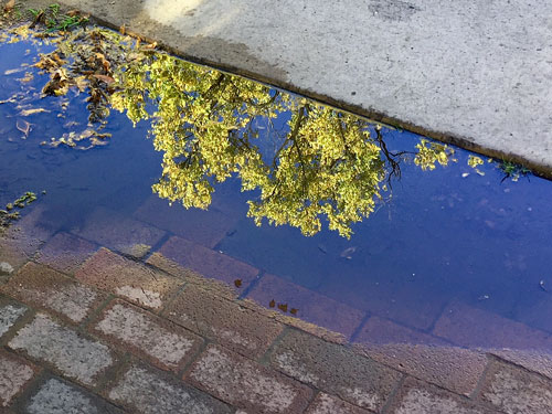 Reflections in the puddles add to the beauty of Santa Fe Plaza in the early morning.