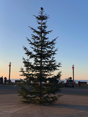 The community Christmas tree on Rockaway Beach awaits to be decorated after Thanksgiving Day.