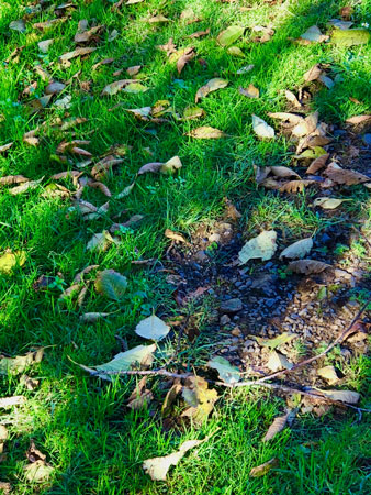 November day at Manzanita City Park.