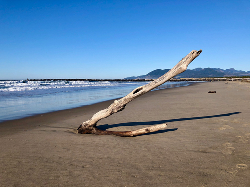 Thanksgiving Day on Rockaway Beach was beautiful. Here is a large limb that washed up onshore, this morning.