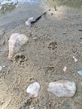 Footprints on the bank of Clear Creek in Buffalo WY.